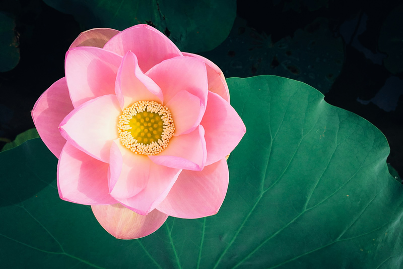 Reiki Grade